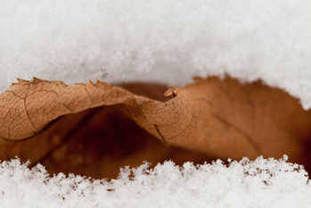 Snow Leaf